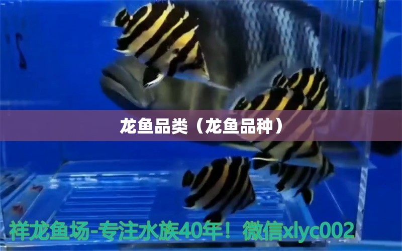 龍魚品類（龍魚品種）