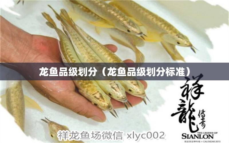 龍魚品級劃分（龍魚品級劃分標準）