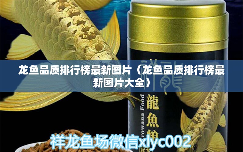 龍魚品質(zhì)排行榜最新圖片（龍魚品質(zhì)排行榜最新圖片大全）