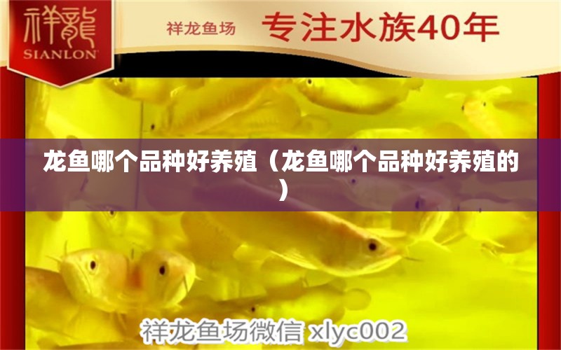 龍魚哪個(gè)品種好養(yǎng)殖（龍魚哪個(gè)品種好養(yǎng)殖的）