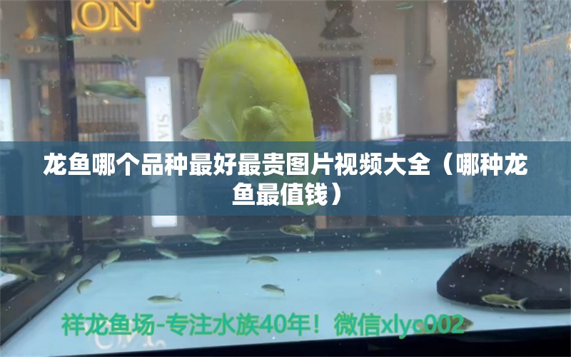 龍魚哪個(gè)品種最好最貴圖片視頻大全（哪種龍魚最值錢）