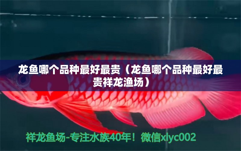 龍魚哪個品種最好最貴（龍魚哪個品種最好最貴祥龍漁場）