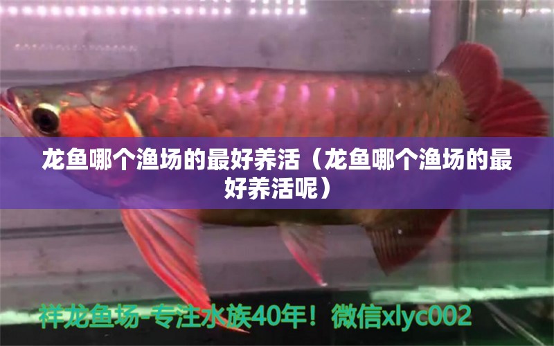 龍魚哪個(gè)漁場(chǎng)的最好養(yǎng)活（龍魚哪個(gè)漁場(chǎng)的最好養(yǎng)活呢）