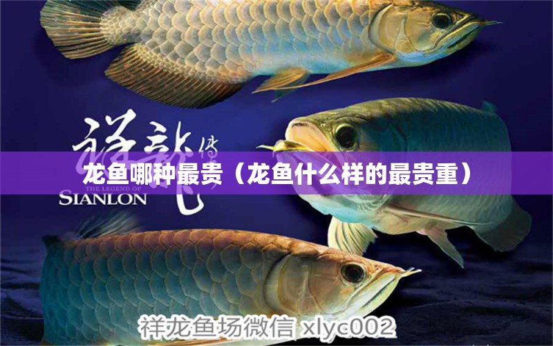 龍魚哪種最貴（龍魚什么樣的最貴重）