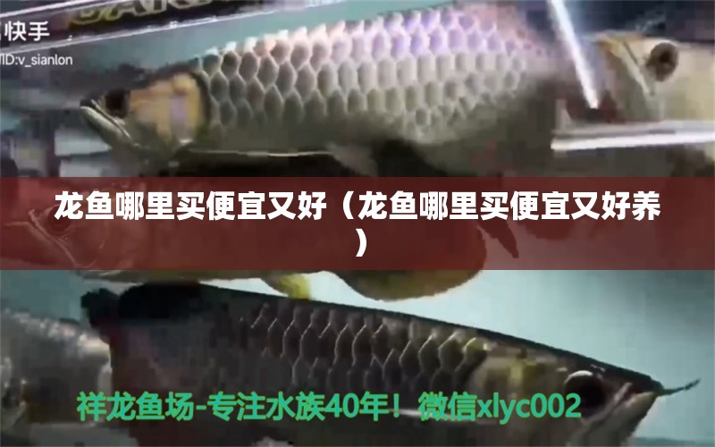 龍魚哪里買便宜又好（龍魚哪里買便宜又好養(yǎng)）