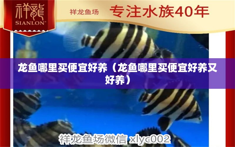 龍魚哪里買便宜好養(yǎng)（龍魚哪里買便宜好養(yǎng)又好養(yǎng)）