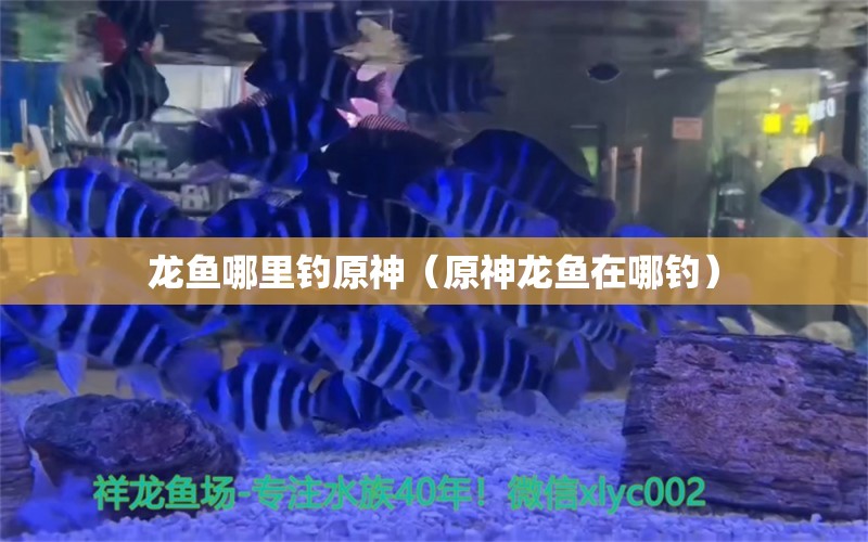 龍魚哪里釣原神（原神龍魚在哪釣）