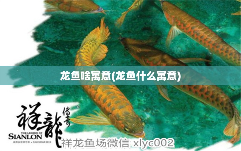 龍魚啥寓意(龍魚什么寓意) 紅勾銀版魚