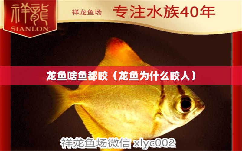 龍魚(yú)啥魚(yú)都咬（龍魚(yú)為什么咬人）