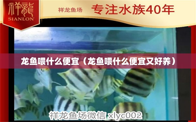 龍魚喂什么便宜（龍魚喂什么便宜又好養(yǎng)）