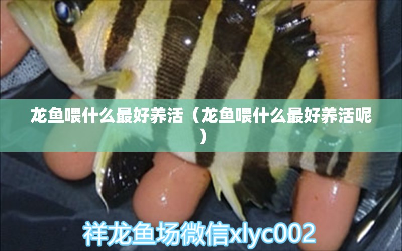 龍魚喂什么最好養(yǎng)活（龍魚喂什么最好養(yǎng)活呢） 除藻劑