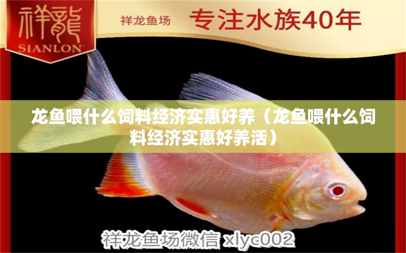 龍魚喂什么飼料經(jīng)濟(jì)實(shí)惠好養(yǎng)（龍魚喂什么飼料經(jīng)濟(jì)實(shí)惠好養(yǎng)活）