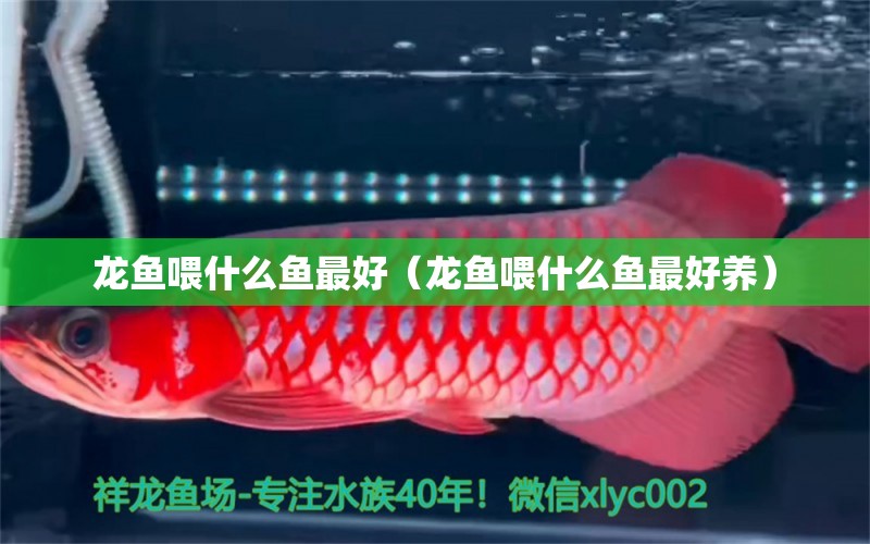 龍魚喂什么魚最好（龍魚喂什么魚最好養(yǎng)） 廣州龍魚批發(fā)市場