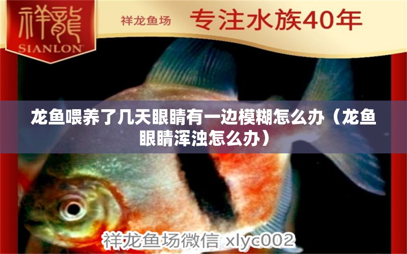 龍魚(yú)喂養(yǎng)了幾天眼睛有一邊模糊怎么辦（龍魚(yú)眼睛渾濁怎么辦）