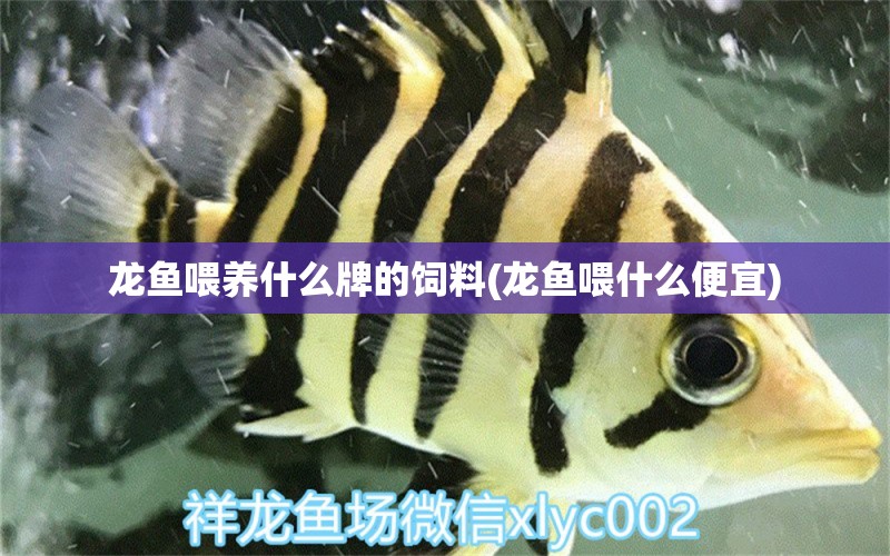 龍魚喂養(yǎng)什么牌的飼料(龍魚喂什么便宜)