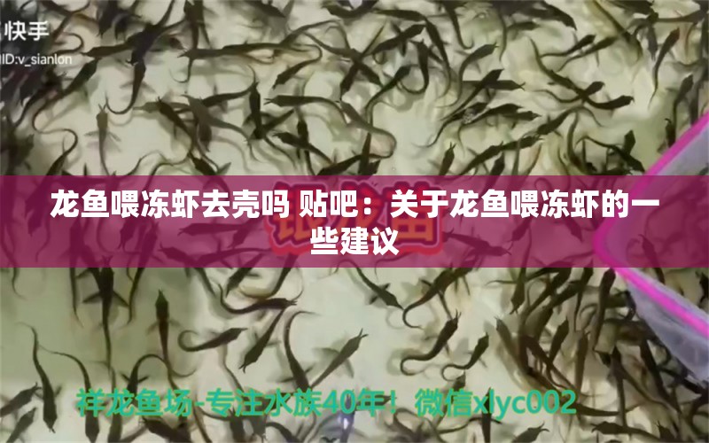 龍魚(yú)喂凍蝦去殼嗎 貼吧：關(guān)于龍魚(yú)喂凍蝦的一些建議 龍魚(yú)百科 第2張