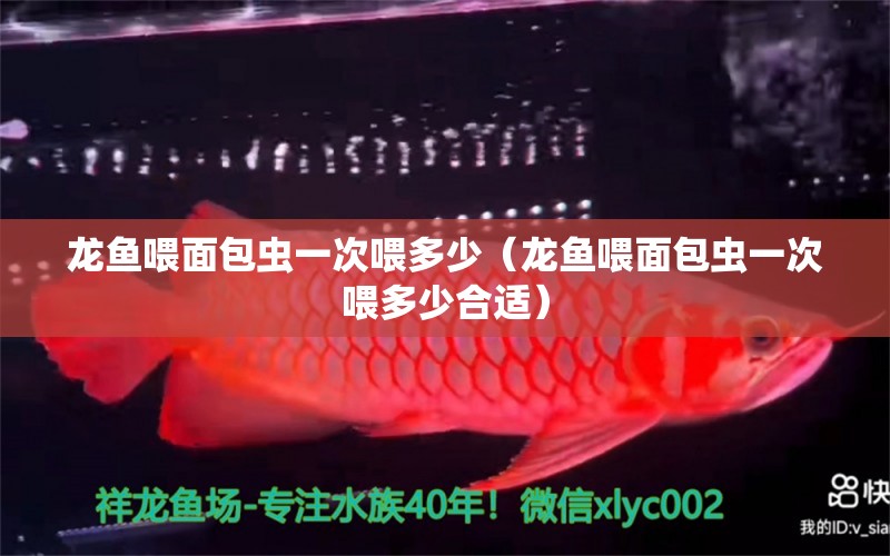 龍魚喂面包蟲一次喂多少（龍魚喂面包蟲一次喂多少合適）