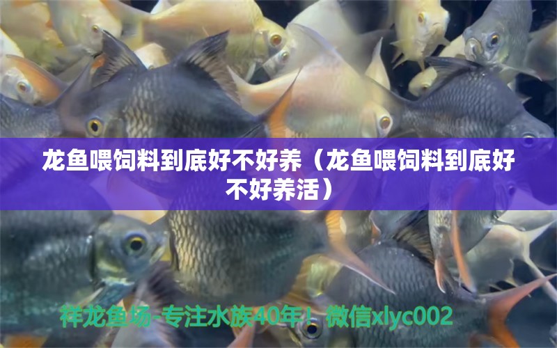 龍魚喂飼料到底好不好養(yǎng)（龍魚喂飼料到底好不好養(yǎng)活） 龍魚疾病與治療