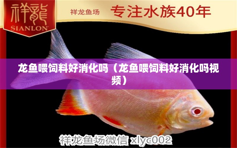 龍魚喂飼料好消化嗎（龍魚喂飼料好消化嗎視頻） 龍魚疾病與治療