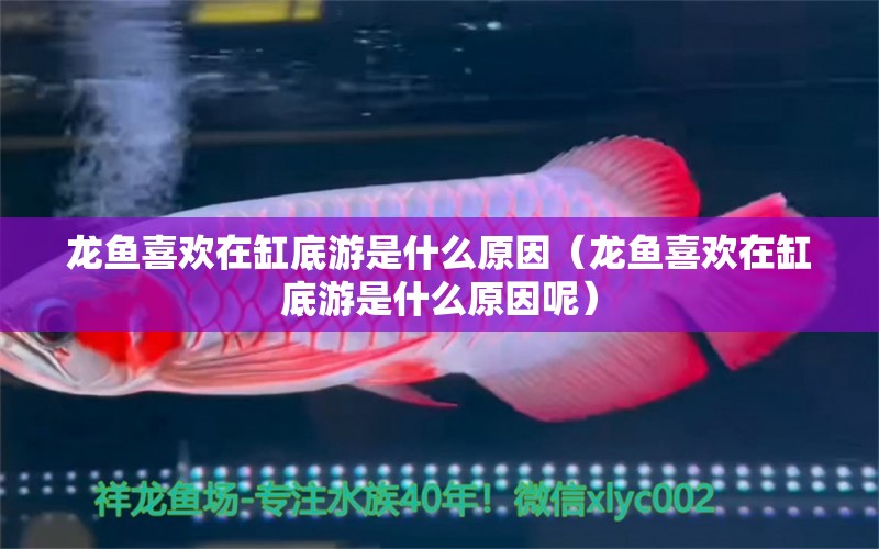 龍魚喜歡在缸底游是什么原因（龍魚喜歡在缸底游是什么原因呢）