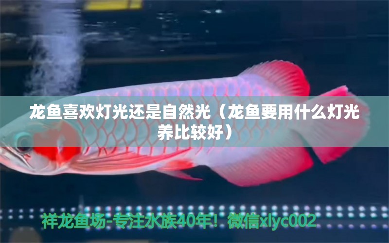 龍魚喜歡燈光還是自然光（龍魚要用什么燈光養(yǎng)比較好） 紅龍福龍魚