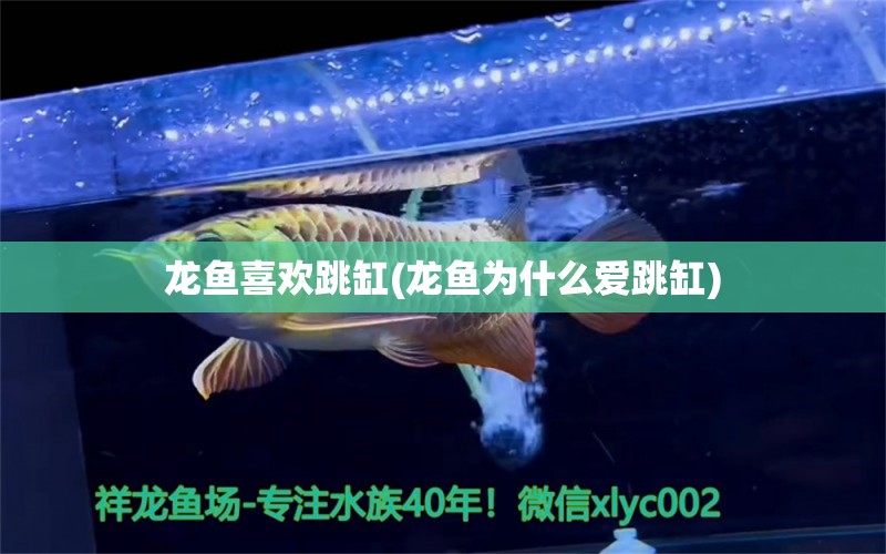 龍魚喜歡跳缸(龍魚為什么愛跳缸) 養(yǎng)魚知識