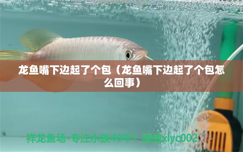 龍魚嘴下邊起了個包（龍魚嘴下邊起了個包怎么回事） 廣州龍魚批發(fā)市場