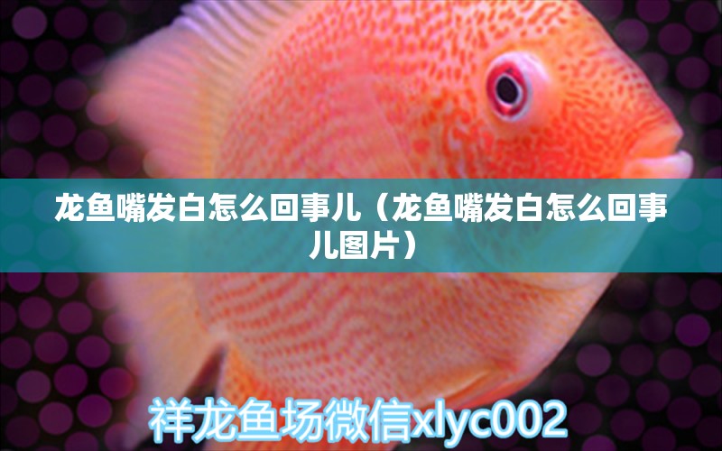 龍魚嘴發(fā)白怎么回事兒（龍魚嘴發(fā)白怎么回事兒圖片） 龍魚疾病與治療