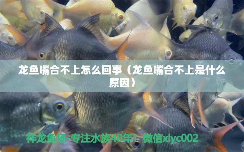 龍魚嘴合不上怎么回事（龍魚嘴合不上是什么原因） 龍魚疾病與治療