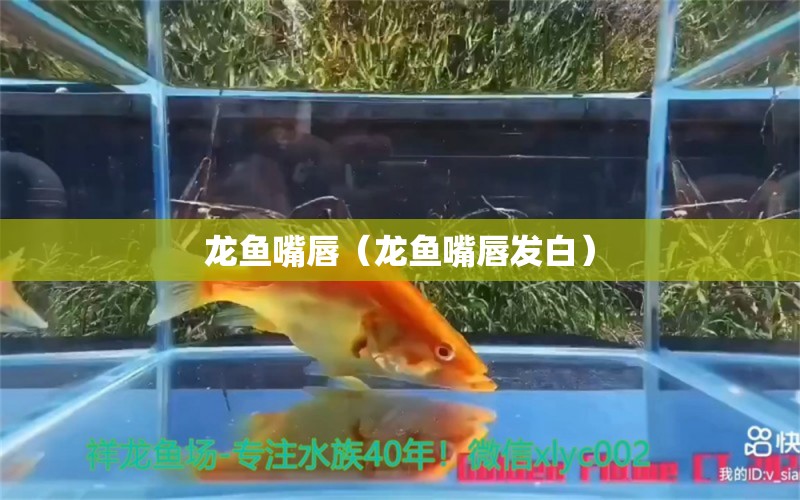 龍魚(yú)嘴唇（龍魚(yú)嘴唇發(fā)白） 龍魚(yú)疾病與治療