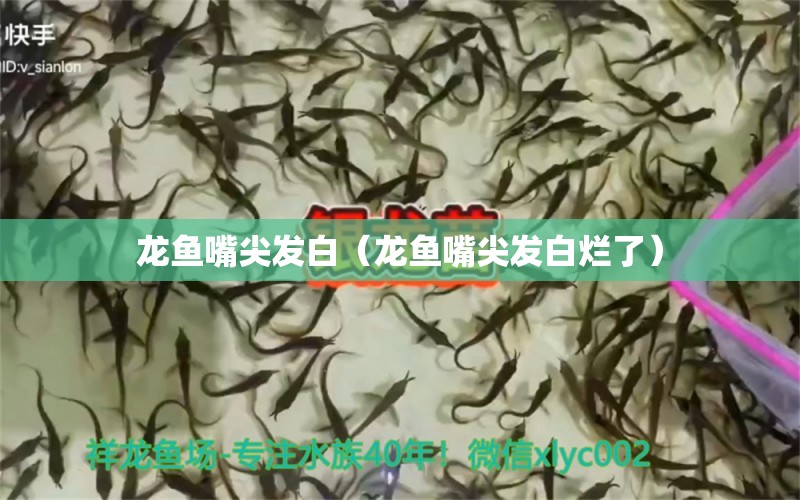 龍魚嘴尖發(fā)白（龍魚嘴尖發(fā)白爛了） 龍魚疾病與治療