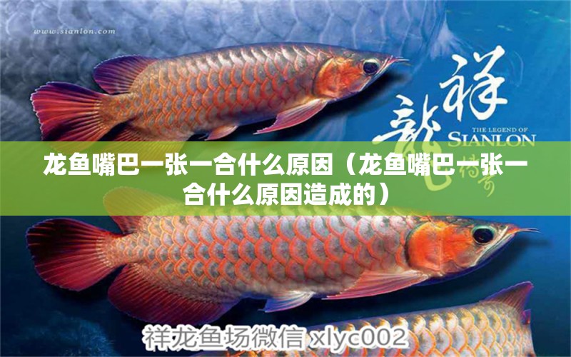 龍魚(yú)嘴巴一張一合什么原因（龍魚(yú)嘴巴一張一合什么原因造成的） 龍魚(yú)疾病與治療