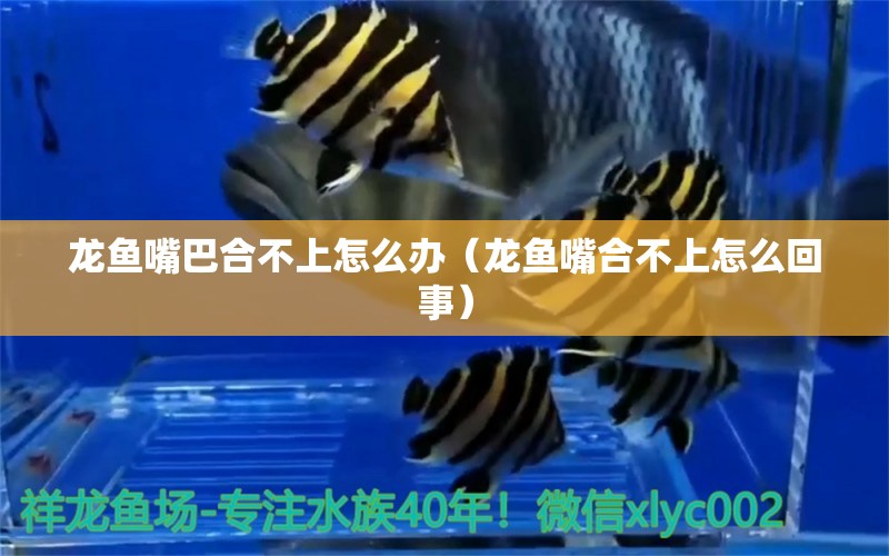 龍魚嘴巴合不上怎么辦（龍魚嘴合不上怎么回事）