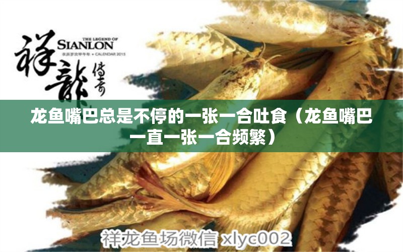 龍魚嘴巴總是不停的一張一合吐食（龍魚嘴巴一直一張一合頻繁） 廣州龍魚批發(fā)市場