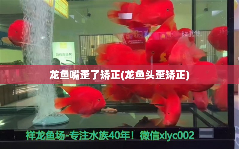 龍魚嘴歪了矯正(龍魚頭歪矯正) 撒旦鴨嘴魚