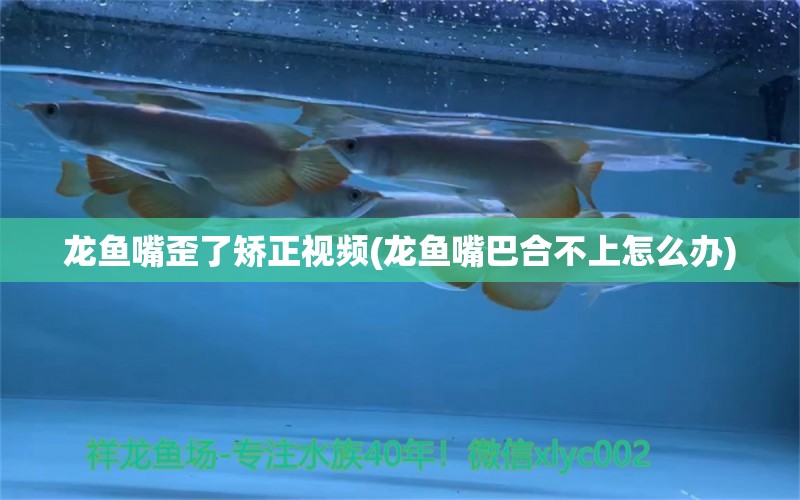 龍魚(yú)嘴歪了矯正視頻(龍魚(yú)嘴巴合不上怎么辦) 帝王血鉆魚(yú)