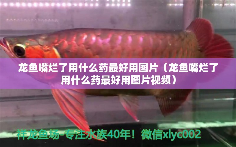 龍魚嘴爛了用什么藥最好用圖片（龍魚嘴爛了用什么藥最好用圖片視頻） 廣州龍魚批發(fā)市場