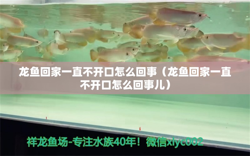 龍魚回家一直不開口怎么回事（龍魚回家一直不開口怎么回事兒）