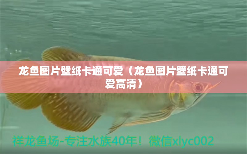 龍魚圖片壁紙卡通可愛（龍魚圖片壁紙卡通可愛高清） 廣州龍魚批發(fā)市場(chǎng)