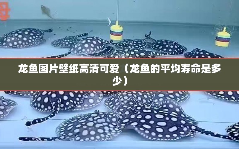 龍魚圖片壁紙高清可愛（龍魚的平均壽命是多少） 水族問答 第1張