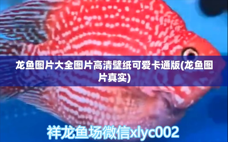 龍魚圖片大全圖片高清壁紙可愛卡通版(龍魚圖片真實)