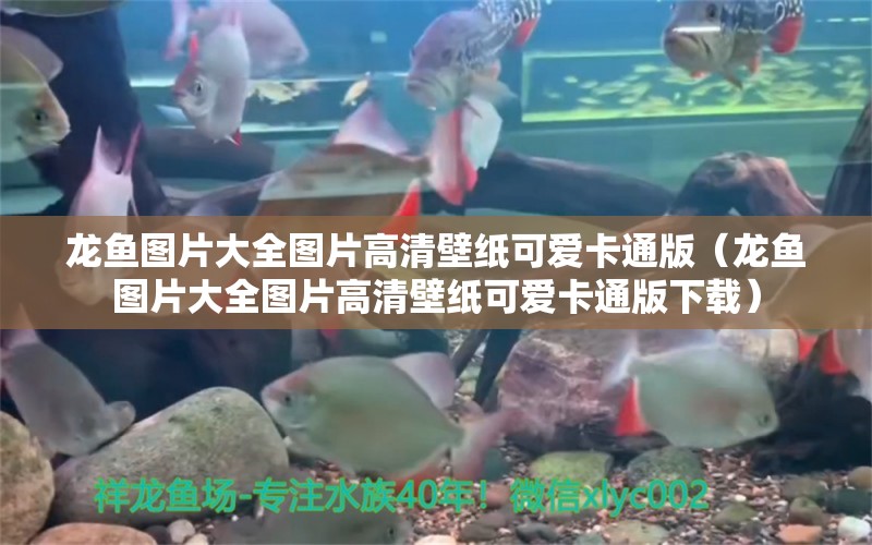 龍魚圖片大全圖片高清壁紙可愛卡通版（龍魚圖片大全圖片高清壁紙可愛卡通版下載） 廣州龍魚批發(fā)市場