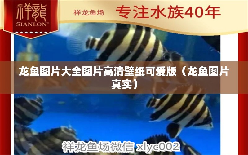 龍魚圖片大全圖片高清壁紙可愛版（龍魚圖片真實） 印尼虎苗