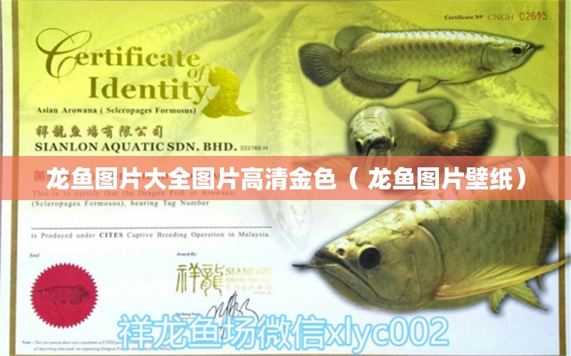 龍魚圖片大全圖片高清金色（ 龍魚圖片壁紙） 肥料 第1張