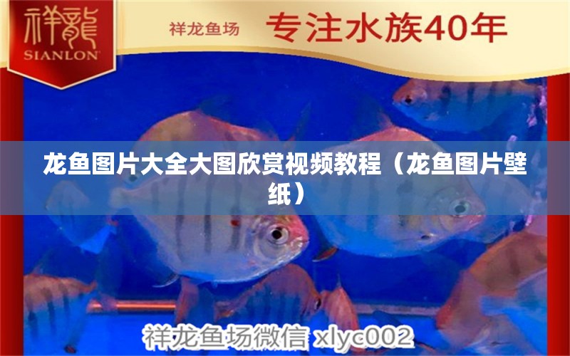 龍魚圖片大全大圖欣賞視頻教程（龍魚圖片壁紙）