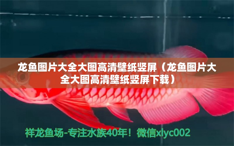 龍魚(yú)圖片大全大圖高清壁紙豎屏（龍魚(yú)圖片大全大圖高清壁紙豎屏下載）