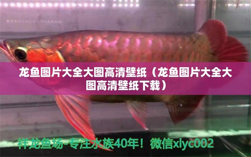 龍魚(yú)圖片大全大圖高清壁紙（龍魚(yú)圖片大全大圖高清壁紙下載）