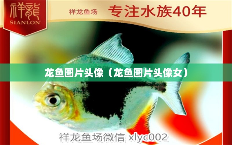 龍魚(yú)圖片頭像（龍魚(yú)圖片頭像女）