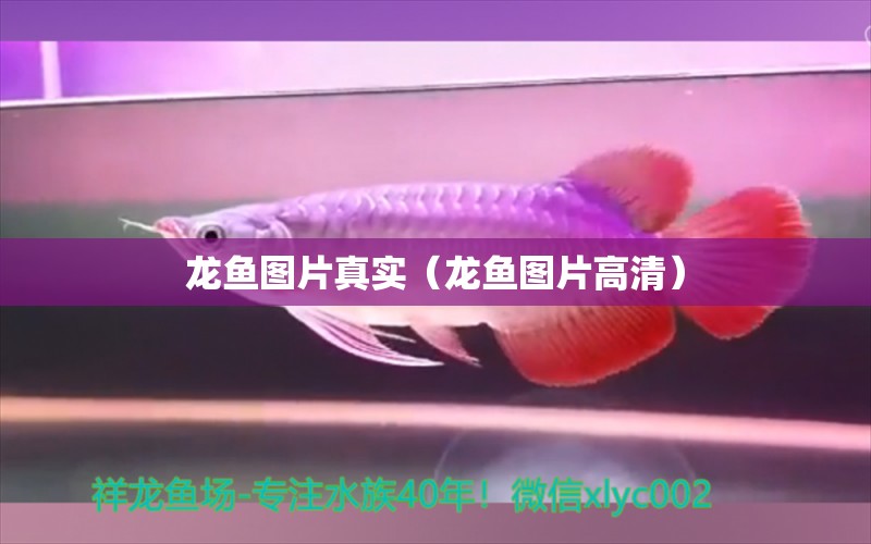 龍魚(yú)圖片真實(shí)（龍魚(yú)圖片高清）