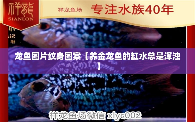 龍魚圖片紋身圖案【養(yǎng)金龍魚的缸水總是渾濁】